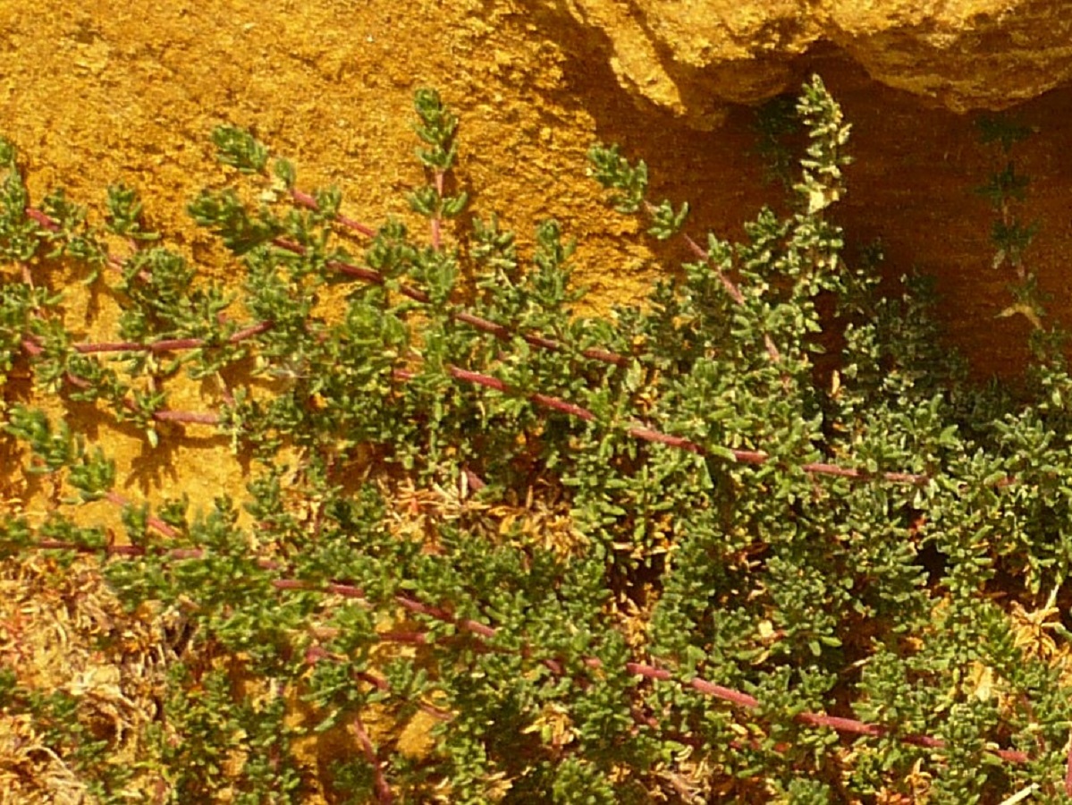 Frankenia laevis (Frankeniaceae)